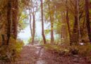 WOODLAND, GWAUN VALLEY